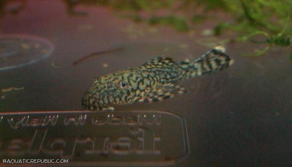 Ancistrus sp. `RIO TOCANTINS`